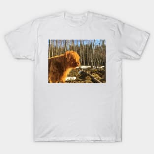 Scottish Highland Cattle Calf 1975 T-Shirt